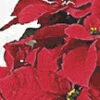Potted Poinsettia Light Pole Banner -Winter Decor Market 906a 3084 79987