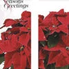 Potted Poinsettia Light Pole Banner (Double Set) -Winter Decor Market 906b 3084 13064