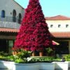 Manually Watered Poinsettia Tree -Winter Decor Market Poinsettia Tree App Shot