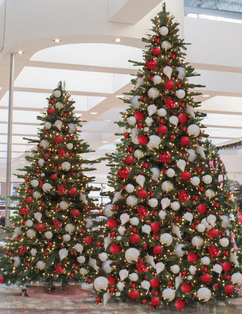 Noble Fir Tree 4 Noble Fir Tree - Image 2